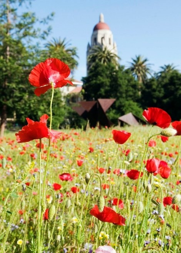 Stanford Hoover Tower and red poppies